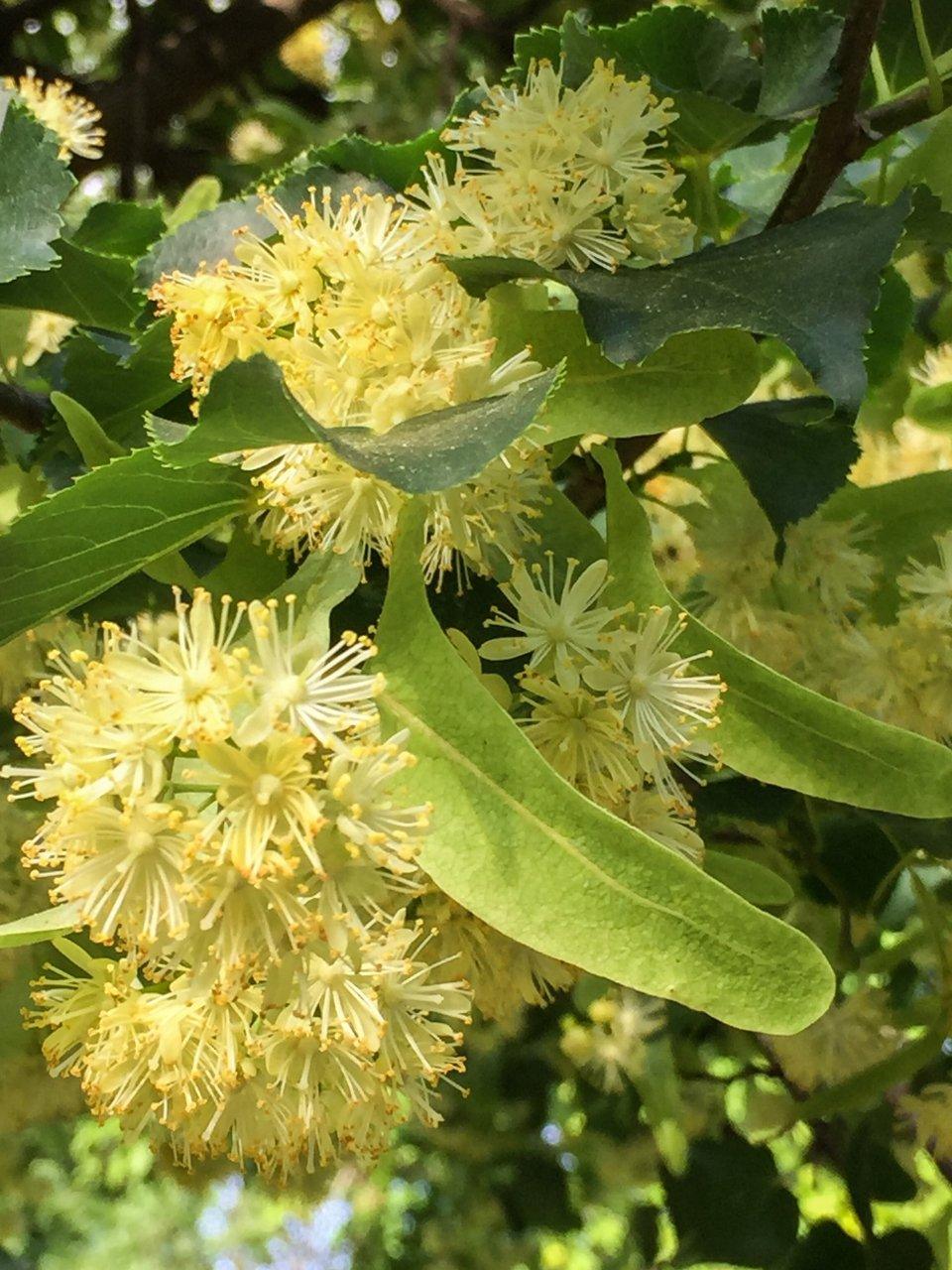 Eclat Soin Allergen Label-Free Micellar Cleansing Water surrounded by natural greenery and flowers